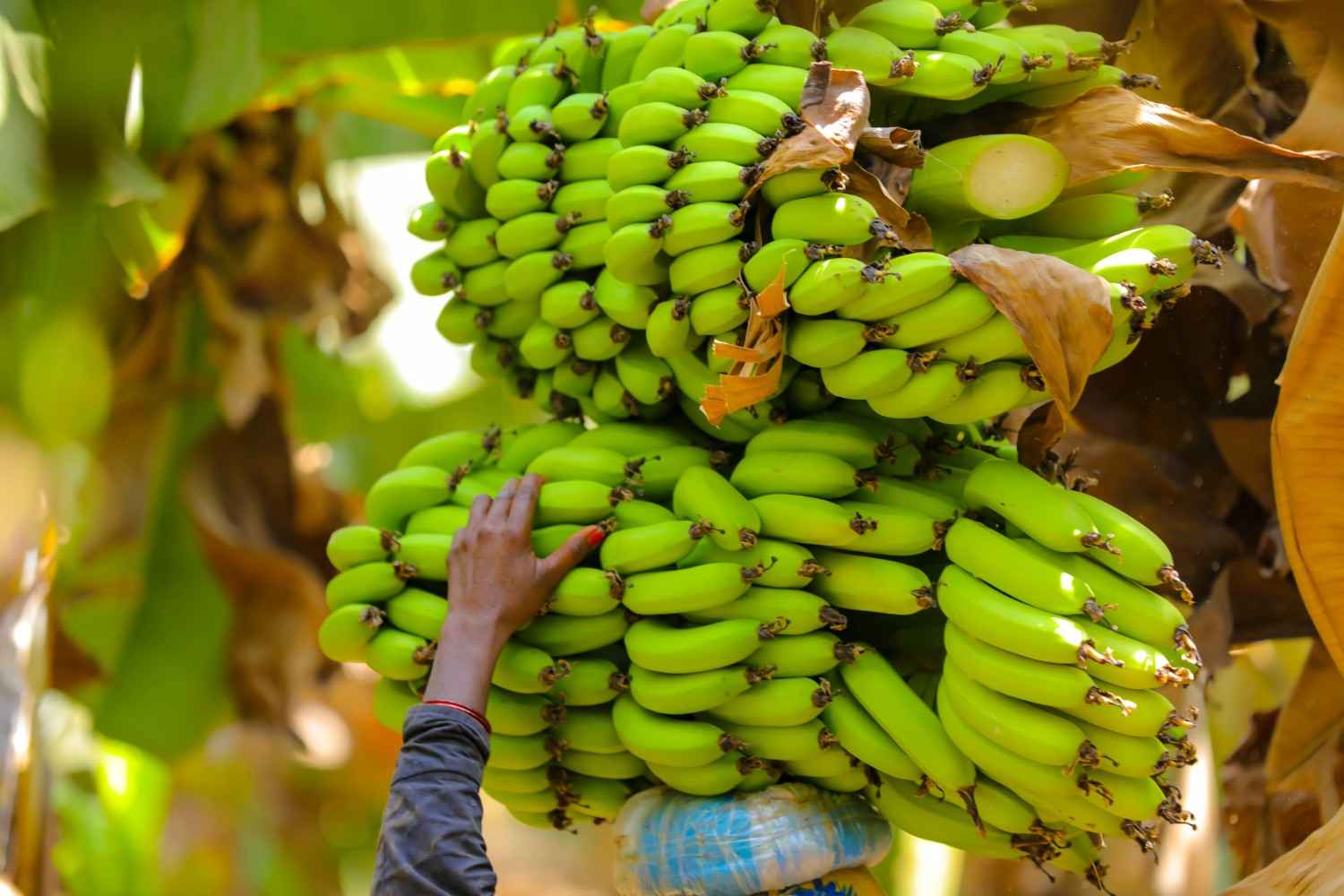 Premium Cavendish Banana Export India