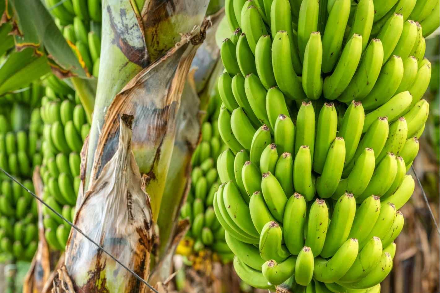 Premium Cavendish Banana Export India