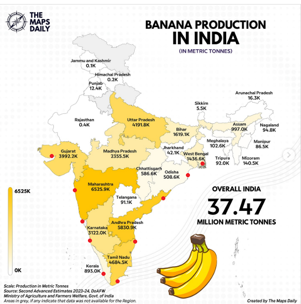 Premium Cavendish Banana Export India